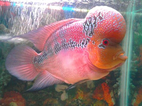 Some of these fishing holes will reward you with the rarest aquatic pokemon available in after acquiring the fishing rod, you can begin to fish — you can only fish if you spot a pile of rocks with bubbles under the surface of the water. Flowerhorn The Hybrid Cichlids: BiG Head Flowerhorn Fish