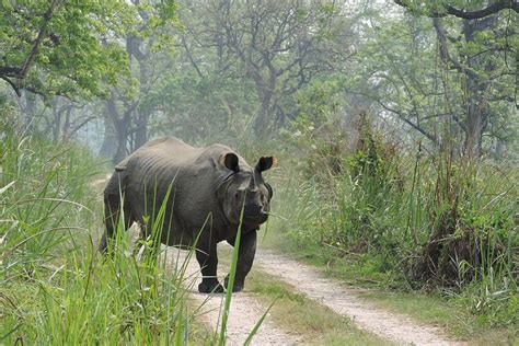 Chitwan Jungle Safari Tour In Bharatpur 44200 Nepal