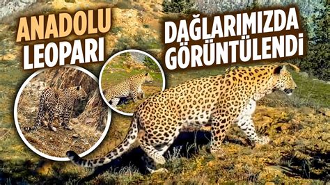 Anadolu Parsi Tekrar Da Larimizda G R Nt Lend Youtube