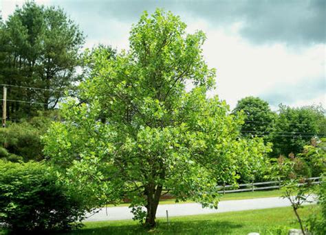 Shade Trees That Will Make Your Yard Totally Relaxing ~ Bless My Weeds