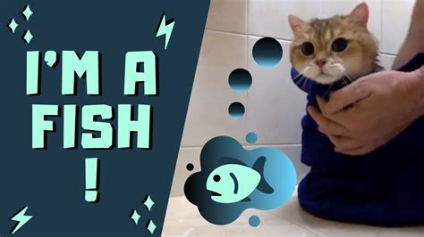Cats LOVE Water 1 CATS BATH TIME CHARMING PETS COMPILATION