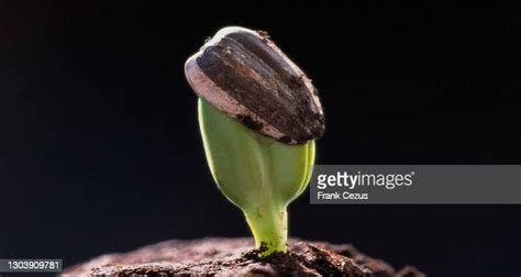 Sunflower Seed Germinating Photos And Premium High Res Pictures Getty