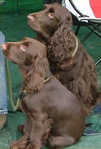 Lancaster puppies advertises puppies for sale in pa, as well as ohio, indiana, new york and other states. Field Spaniel Puppies Listening to their Owner | Spaniel ...