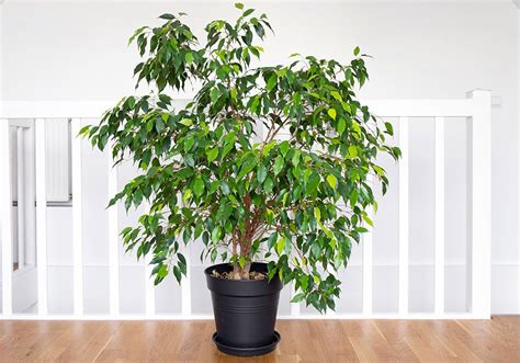 Real Indoor Ficus Tree