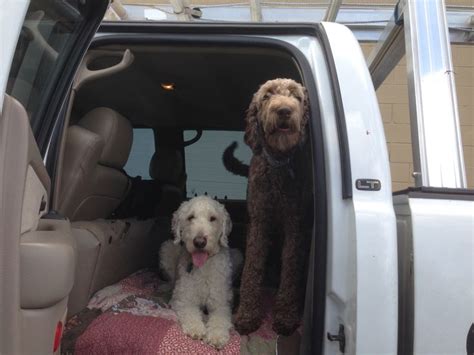 Poodles are also easy to train, loyal and friendly. Wheeler n Wicket, #newypoogoldendoolderide | Poodle mix ...