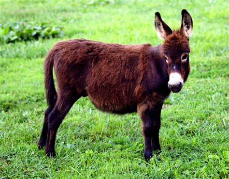 Is a miniature donkey the perfect pet for you? - Niche Pets