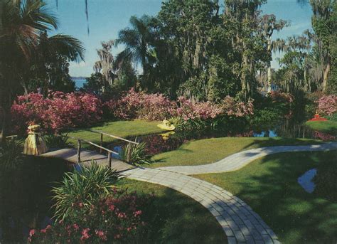 Perhaps the two trees that are turning brown are suffering from moisture stress. Vintage Travel Postcards: Cypress Gardens