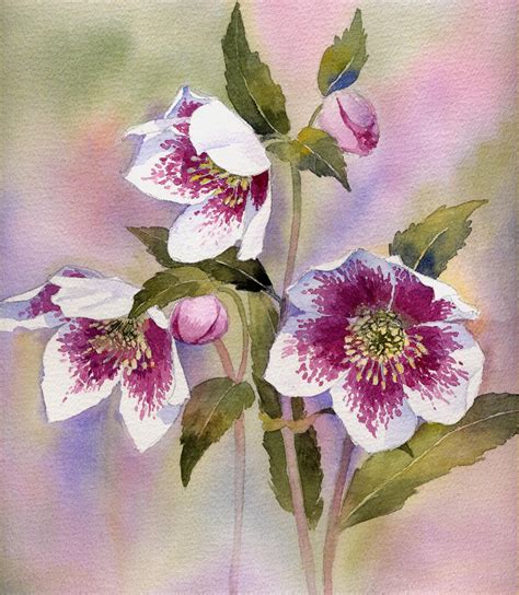 Print At Home Step By Step Hellebores Watercolour Painting Etsy