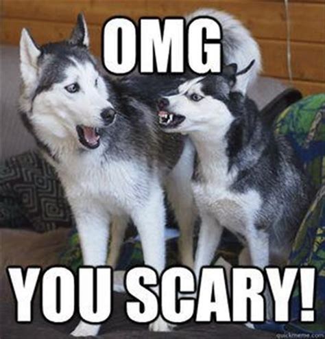 Silly Dogs Huskies Have The Best Facial Expressions Husky Humor