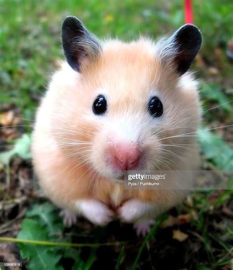 Syrian Hamster Outdoors High Res Stock Photo Getty Images