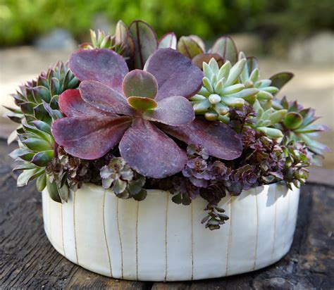 Easy To Grow Succulents Thrive In Less Than Ideal Conditions Houston Chronicle