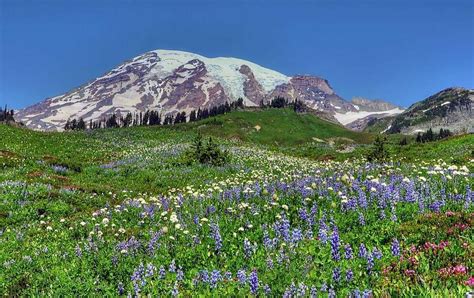 Stop And Smell The Wildflowers At Mount Rainier National Park Sfgate
