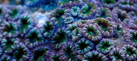 Micromussa Stony Coral Complete Care Guide Tank Facts