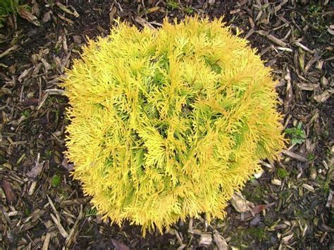 Amber Glow Dwarf Conifers Thuja Occidentalis Conifer Plants