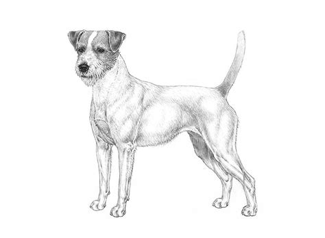 Download 200+ royalty free puppy jack russell drawing vector images. Parson russell terrier | Svenska Kennelklubben