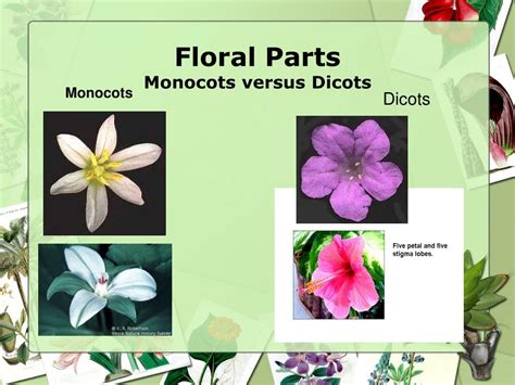 Ppt Flowering Plants Monocot Versus Dicots Powerpoint Presentation