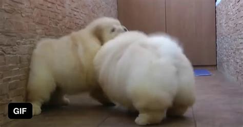 These Puppies Look Like Marshmallows 9GAG