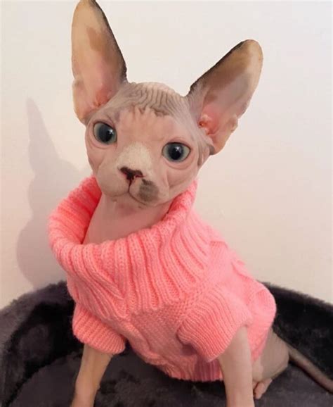 Angelic Sphynx Cat Winter Sweater In Different Colors