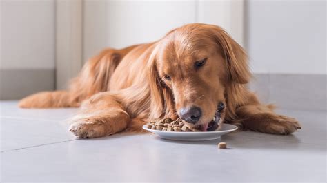Depending on the breed, most dogs will not stop growing for the first year or two. Dog food may be misleading owners by not listing ...