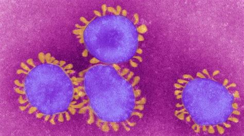 Coronavirus Qu Es Un Virus End Mico En Lo Que Se Podr A Convertir