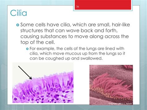 Ppt Cells Powerpoint Presentation Free Download Id6056480
