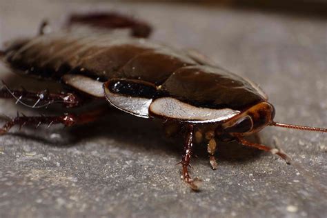 Unique Species Of Cockroaches