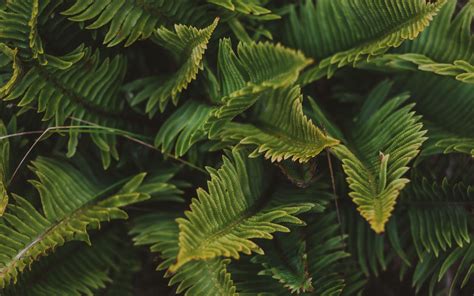 Download Wallpaper 3840x2400 Fern Green Macro Leaves Plant 4k Ultra
