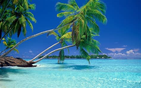 Nature Landscape Beach Sea Vacations Summer Palm Trees