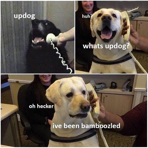 The Doggo Subtitler On Instagram Now Thats A Bamboozle Dog Memes