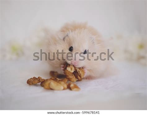 Hamster Eating Nuts Fluffy Syrian Hamster Stock Photo 599678141