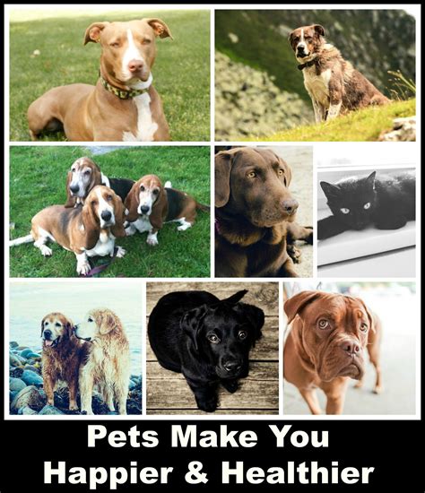 Pets Make You Happier and Healthier - Jen Z's Healthy Habits | Pets