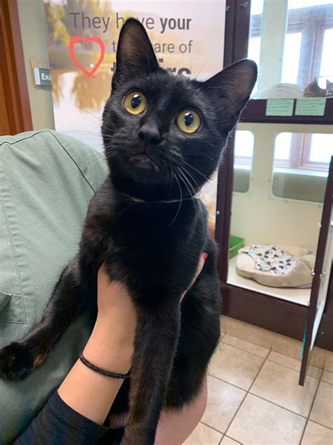 If nothing else, just stop by to see her cat clips board that alone is worth the drive (my favorite is how. Veterinarian Near Tinley Park, IL | Midwest Animal Hospital