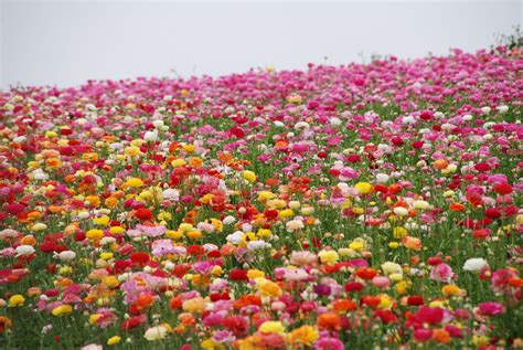 May 06, 2021 · though fewer flowers have been planted locally in recent years, approximately 80% of cut flower production in the united states comes from california, and over half of that comes from santa barbara county, where lompoc is located. The Flower Fields, Carlsbad, California A field of ...