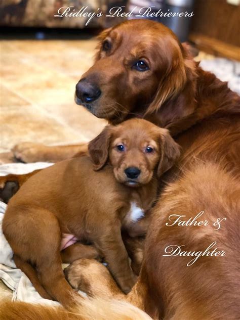 We breed for health, happiness, and companionability in that order. Golden Retriever Puppies | Pennsylvania, Puppies for Sale ...