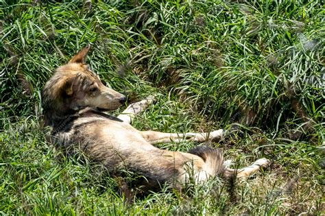 Premium Photo Canis Lupus Mexican Gray Wolf At The Zoo Behind A Mesh