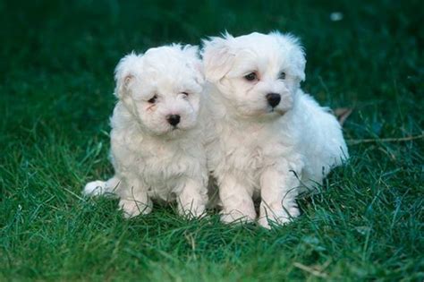 Some puppies sold as teacup puppies are merely premature puppies. Two Teacup Maltese Puppies Needs a New Family - Chicago - Animal, Pet