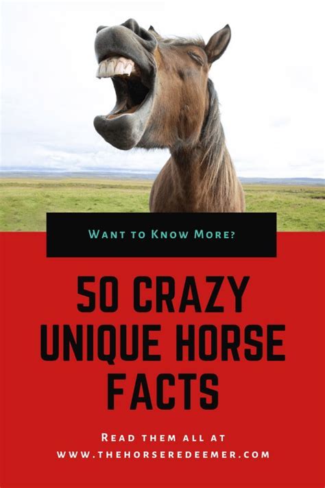 50 Crazy Unique Horse Facts Horse Facts Laughing Horse Horses