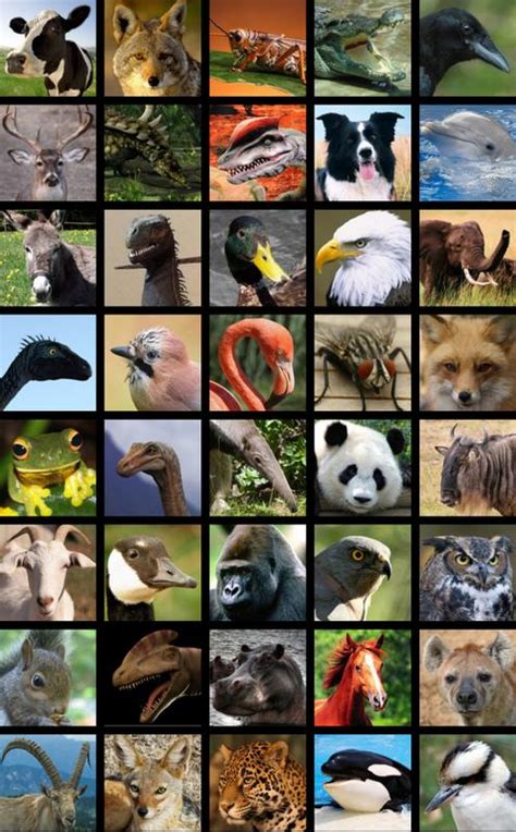 Animals Sound Box Pro For Android Apk Download