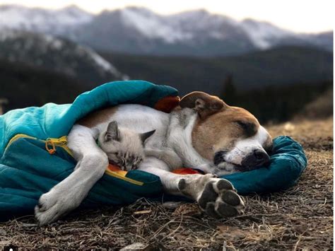 This Cat And His Dog Bestie Are The Hiking Colorado Wilderness Together
