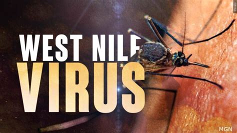 2 Human Cases Of West Nile Virus Confirmed In Riverside County Kesq