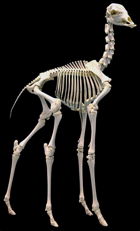Новости Animal Skeletons Animal Bones Skeleton Anatomy