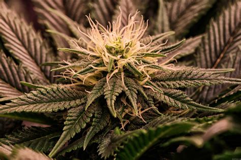 Sweet tooth, the comic, told a pretty myopic story that was generally about gus and jepperd and their journey. Sweet Tooth #3 (Spice of Life Seeds) :: Cannabis Strain Info