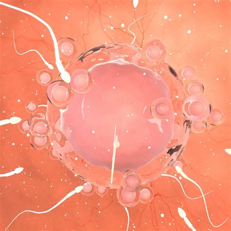 3d Sperms Egg Cell Turbosquid 1369490