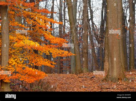 American Beech Tree Nature Background Image In Late Fall Early Winter