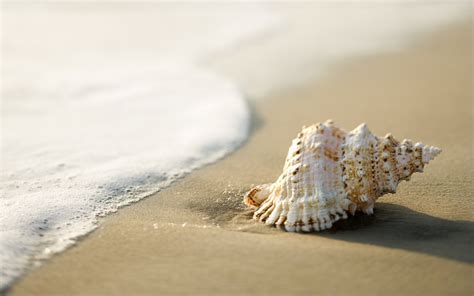 Seashells Beach Sand Coast Nature Wallpapers Hd Desktop And