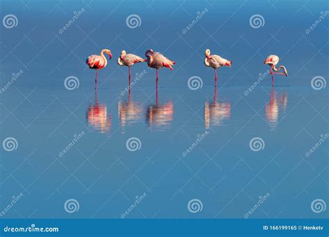 Pink Flamingos Lying On Sand At Zoo Surveillance Of Wild Birds In
