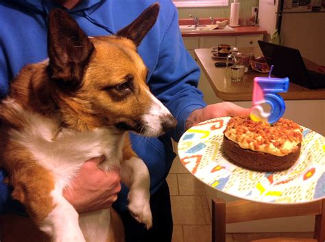 Then turn out onto a wire rack to cool completely. the dog mom: bacon peanut butter doggie birthday cake