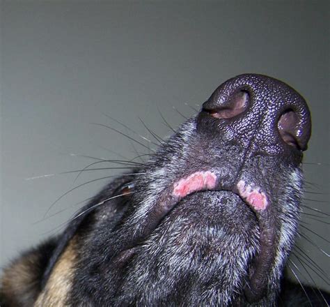 Need Help Identifying Skin Irritation German Shepherd Dog Forums