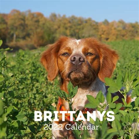 Brittanys 2022 Calendar 18 Months Calendar 2022 2023 For Women Men