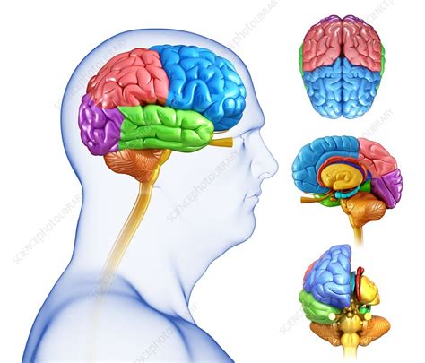Human Brain Illustration Stock Image F0133009 Science Photo Library